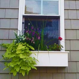 small window box with large sweet potato vine
