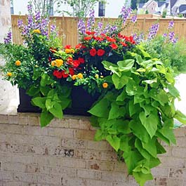 cute planter box on brick ledge with sweet potato vine